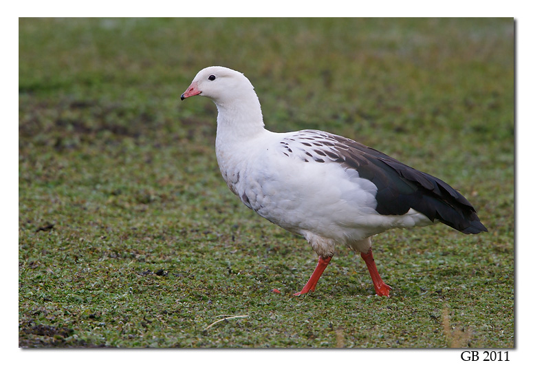 ANDEAN GOOSE